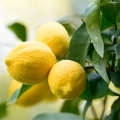 Amalfi limonu