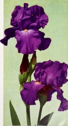Florensiya irisi