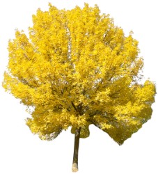 Sarı ağac